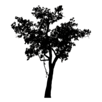 Realistic tree silhouette isolated on transparent background with clipping path and alpha channel. png