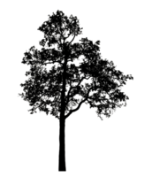 Realistic tree silhouette isolated on transparent background with clipping path and alpha channel. png