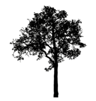 Realistic tree silhouette isolated on transparent background with clipping path and alpha channel. png