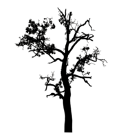 Realistic tree silhouette isolated on transparent background with clipping path and alpha channel. png