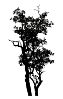 Realistic tree silhouette isolated on transparent background with clipping path and alpha channel. png