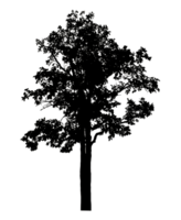 Realistic tree silhouette isolated on transparent background with clipping path and alpha channel. png