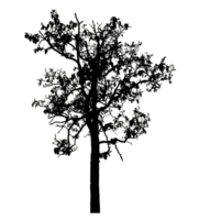 Realistic tree silhouette isolated on transparent background with clipping path and alpha channel. png