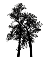 Realistic tree silhouette isolated on transparent background with clipping path and alpha channel. png