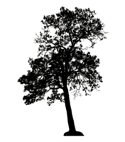 Realistic tree silhouette isolated on transparent background with clipping path and alpha channel. png