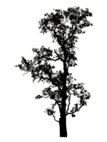 Realistic tree silhouette isolated on transparent background with clipping path and alpha channel. png