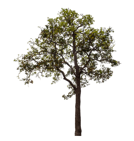 Tree isolated on transparent background png
