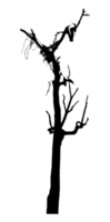 Realistic tree silhouette isolated on transparent background with clipping path and alpha channel. png