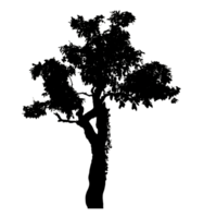 Realistic tree silhouette isolated on transparent background with clipping path and alpha channel. png