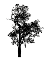 Realistic tree silhouette isolated on transparent background with clipping path and alpha channel. png