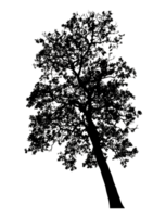 Realistic tree silhouette isolated on transparent background with clipping path and alpha channel. png