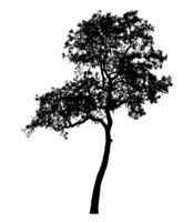 Realistic tree silhouette isolated on transparent background with clipping path and alpha channel. png