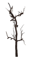 Isolated dead tree on transparent background with clipping path and alpha channel. png