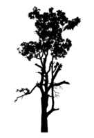 Realistic tree silhouette isolated on transparent background with clipping path and alpha channel. png