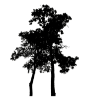 Realistic tree silhouette isolated on transparent background with clipping path and alpha channel. png