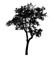 Realistic tree silhouette isolated on transparent background with clipping path and alpha channel. png