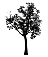 Realistic tree silhouette isolated on transparent background with clipping path and alpha channel. png