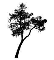 Realistic tree silhouette isolated on transparent background with clipping path and alpha channel. png