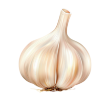 garlic vegetable isolated png