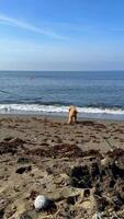 A dog is having a great time strolling along a sandy beach with the ocean as a backdrop video