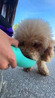 A cute Poodle is enjoying a refreshing drink of water from a portable cup in an outdoor setting video