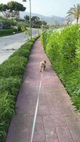 A dog is strolling on a sidewalk while being walked with a leash during a leisurely activity video