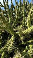 Capturing a Thorough View of Sharp Cactus Plants Growing in their Native Environment video