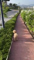 Enjoy taking your cute dog for a walk on a peaceful pathway surrounded by greenery and scenic views video
