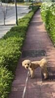 A Poodle on a leash strolls happily along a sunlit pathway under greenery and bushes video