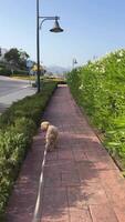 uma dourado retriever passeando ao longo uma ensolarado caminho em uma brilhante dia cercado de vegetação e natureza video