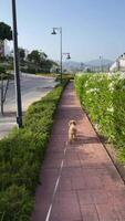 A small dog is strolling on a paved path surrounded by lush greenery on a bright sunny day video