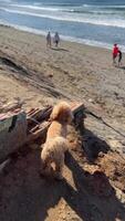A fluffy dog enjoying a sunny day at the beach, watching the waves with people in the background video