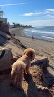 A dog is peacefully relaxing at a coastal beach, enjoying the ocean view on a sunny day video