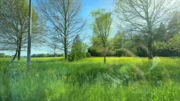 Picture a peaceful spring meadow adorned with wildflowers, trees, and a serene atmosphere video