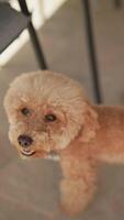 A cute beige poodle puppy with a curious expression looking up, creating an adorable pet portrait video