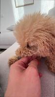 A cute dog gets pets on a sofa from its owner, feeling affectionate and content video