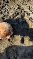 A cute dog is enjoying a sunny day at the beach, playing with its leash and having a great time video