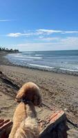 A charming dog is happily leashed, enjoying the beautiful beach view on a sunny day video