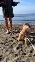 In a joyful scene, a person and their dog happily enjoy a sunny day together at the beach video