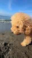 A Poodle having fun at the beach exploring, playing on sand, and walking under the sun video