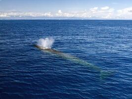 Balaenoptera physalus, the common fin whale navigates in front of the coast of Genoa Italy during it's migration to Ligurian sea. photo