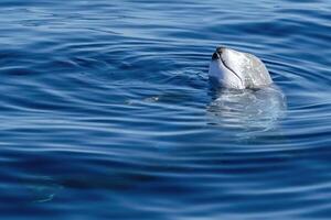 Risso dolphin close up portrait on blue sea surface photo