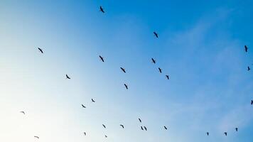 Flock of Birds Flying in Clear Blue Sky During Daytime, Minimalist Nature Scene photo