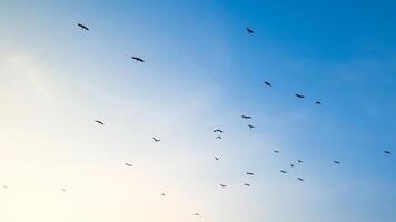Flock of Birds Flying in a Clear Blue Sky During Sunrise with Soft Gradient Background photo