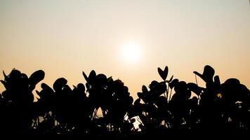 Silhouette of Leaves Against a Serene Sunset Sky with a Warm Golden Glow photo