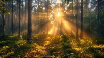 A misty morning in a dense forest with sun rays filtering through photo