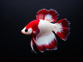 Minimalist depiction of an aggressive betta fish on a pitch black background. photo
