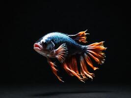 Minimalist depiction of an aggressive betta fish on a pitch black background. photo