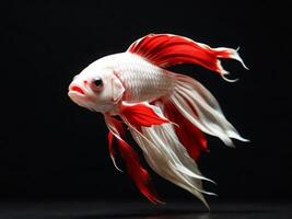 Minimalist depiction of an aggressive betta fish on a pitch black background. photo