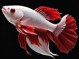 Minimalist depiction of an aggressive betta fish on a pitch black background. photo